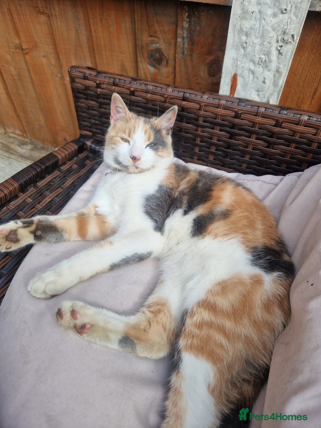 Mixed Breed cats for sale: Beautiful Calico - Image 3