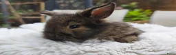 Mini Lion Lop rabbits for sale: Ready 23rd October  - Advert 8