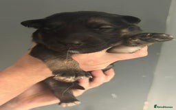 German Shepherd dogs for sale: German Shepherd pups - Image 2