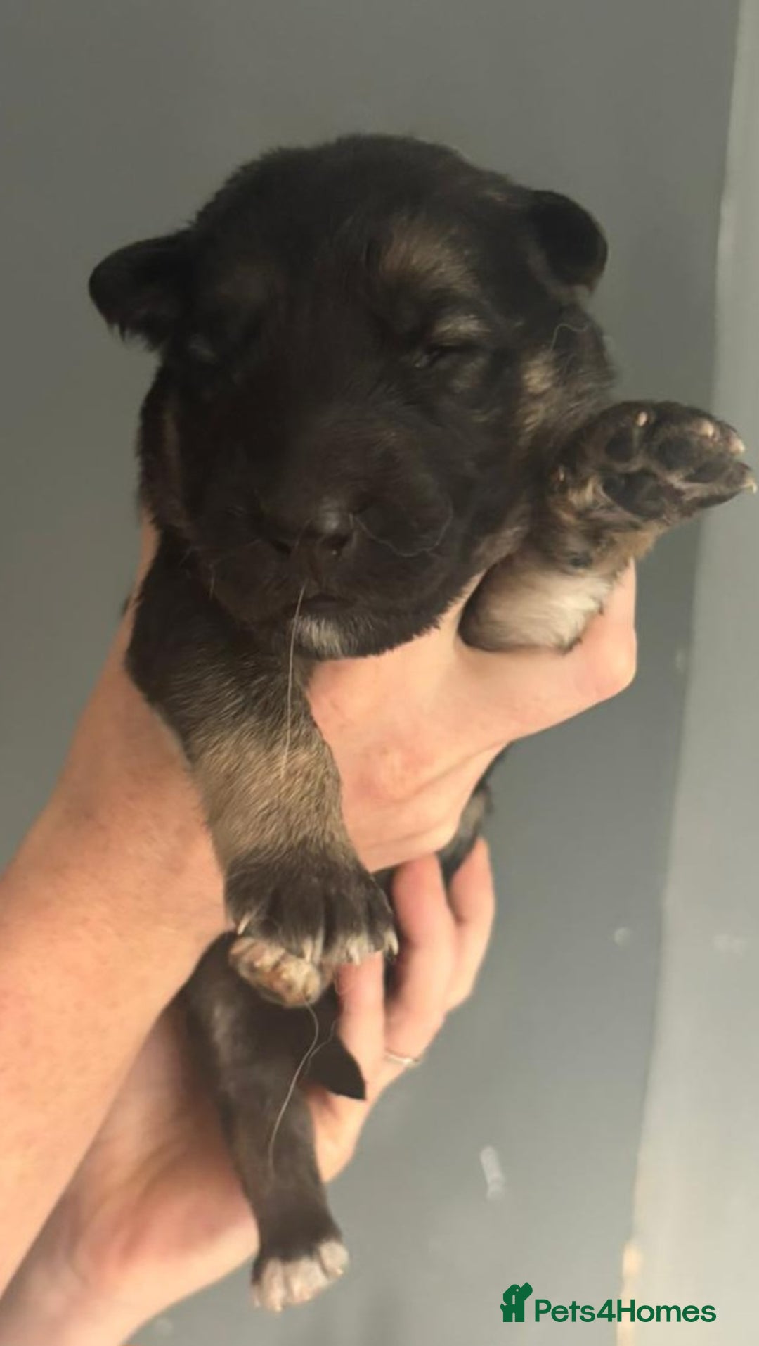 German Shepherd dogs for sale: German Shepherd pups - Image 2
