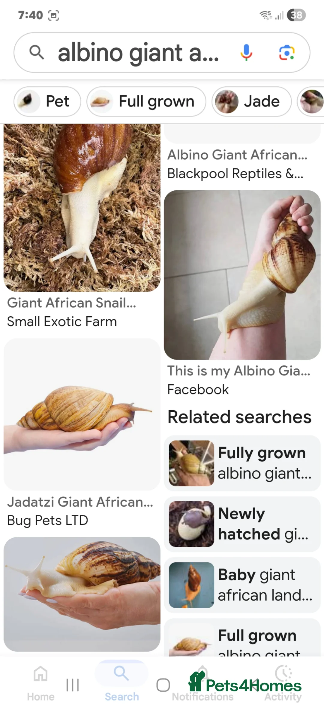 Snails invertebrates for sale: WANTING SLUGS SNAILS COCKROACHES  - Advert 1