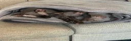 Sphynx cats for sale: Sphynx kittens in Bristol - Advert 3