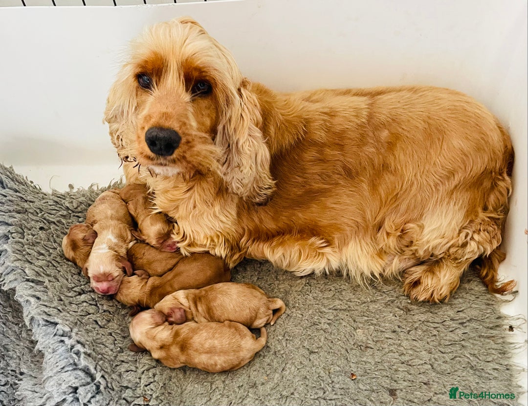 Cocker Spaniel dogs for sale: Kc Golden Show Cocker Spaniels (Champion lines) - Image 5