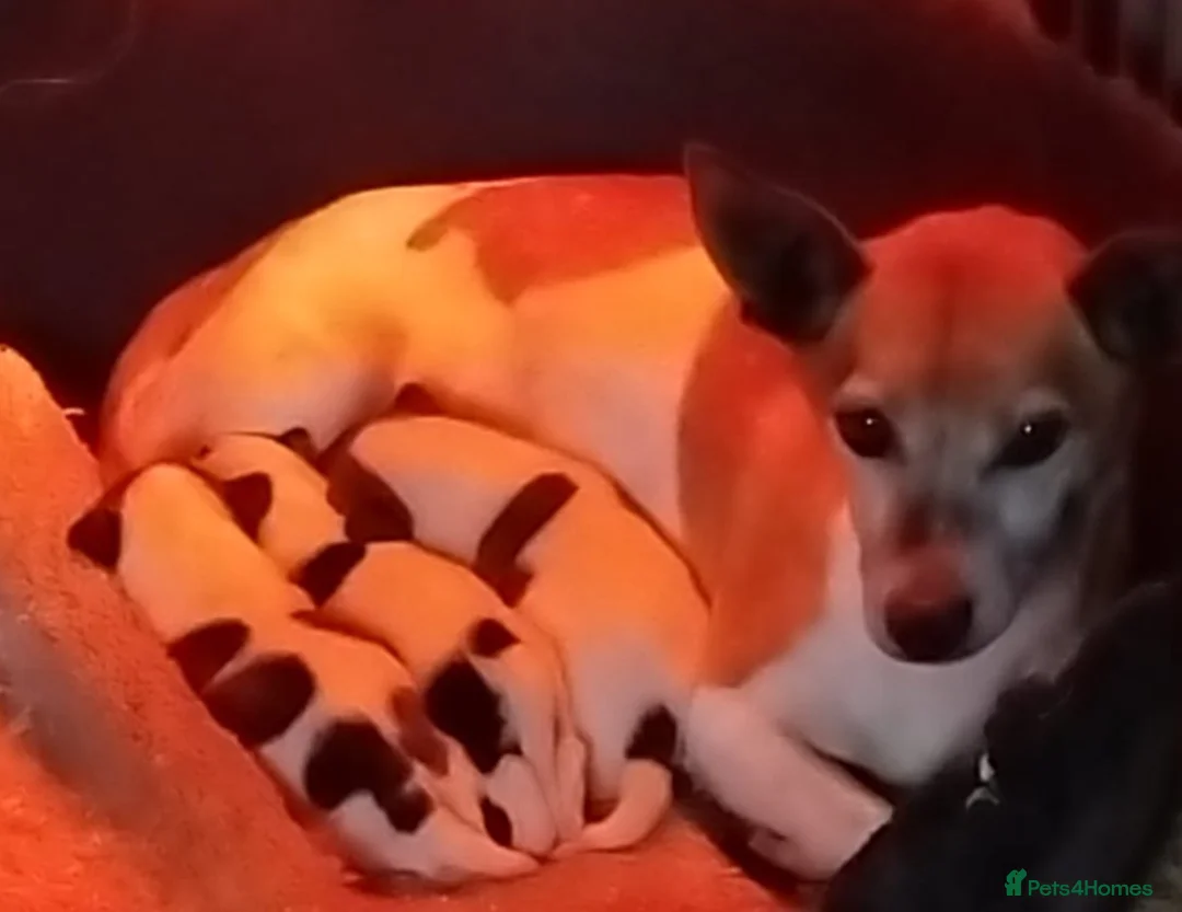 Jack Russell dogs for sale: Jack russell pups for Sale ready to leave - Advert 1