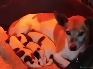 Jack Russell dogs Jack russell pups for Sale ready to leave - Advert 5