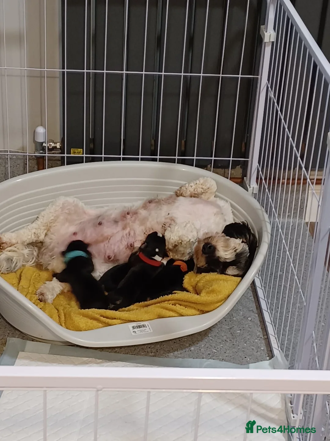 Mixed Breed dogs for sale: 2 boys left of a litter of 5 in Fareham - Advert 5