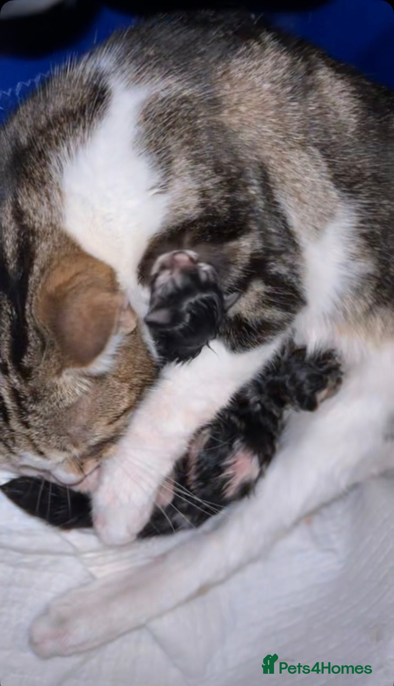 Mixed Breed cats for sale: Cute fluffy kittens  - Advert 1