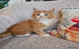Maine Coon cats for sale: Maine Coon kittens available Chunky and confident - Image 11