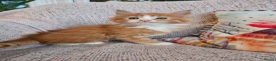 Maine Coon Kitten 4