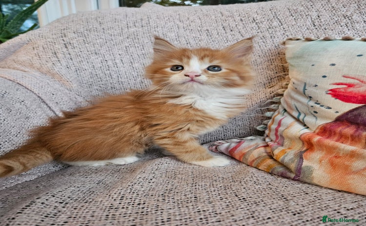Maine Coon cats - Advert 14