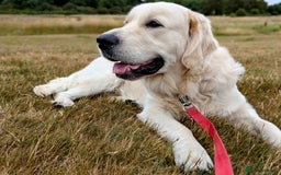 Golden Retriever dogs for stud: Golden Retriever Stud. KC Reg Champion Bloodline - Image 7