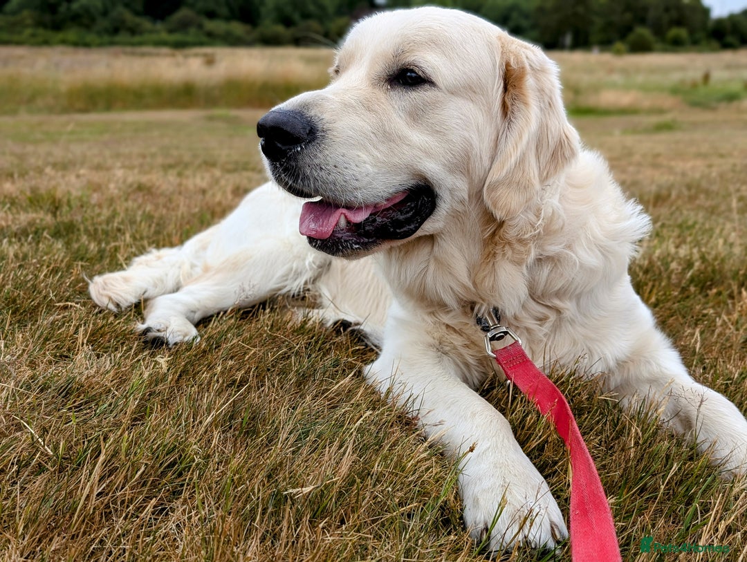 Golden Retriever dogs for stud: Golden Retriever Stud. KC Reg Champion Bloodline - Image 7