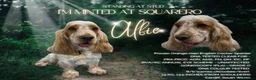Cocker Spaniel dogs for sale: Champion show lines kc show type cocker spaniels - Advert 6