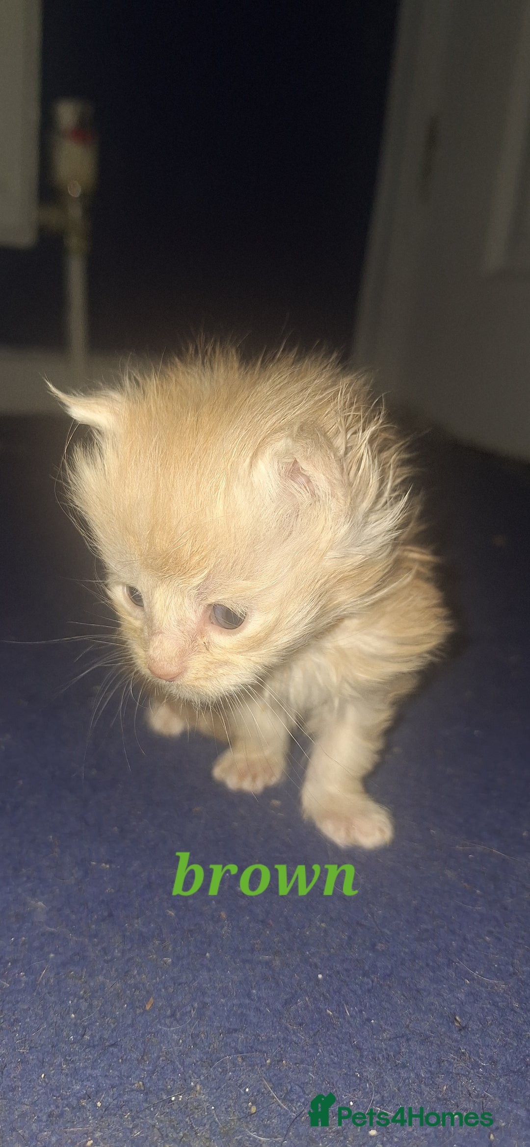 Maine Coon cats for sale: Full main coon kittens for sale - Advert 6