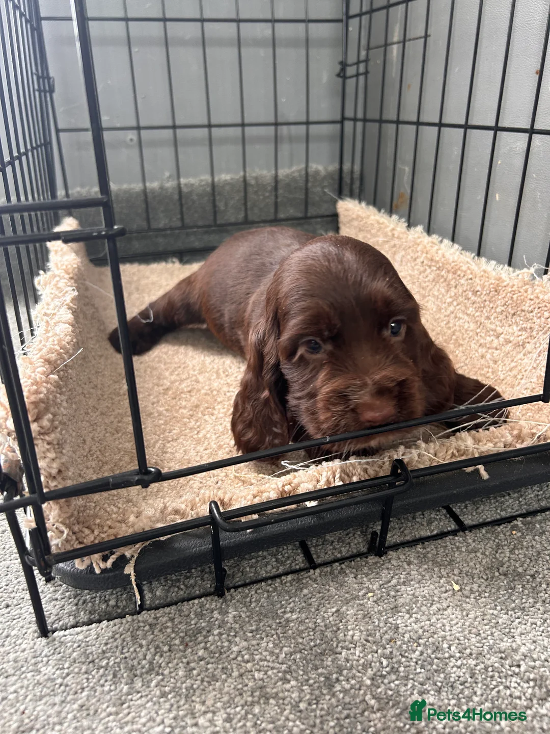 Cocker Spaniel dogs for sale: Cocker spaniel puppies  in Manchester - Advert 17