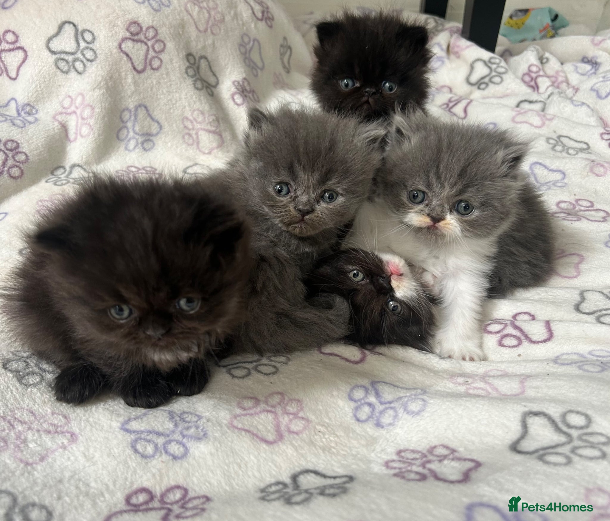Persian cats Stunning Persian kitten for sale  - Advert 4