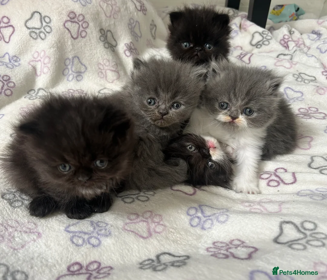 Persian cats for sale: Stunning Persian kitten for sale  in London - Advert 1