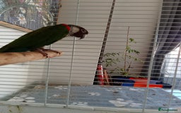 Conures birds for sale: Semi tame white eared conure with cage - Image 4