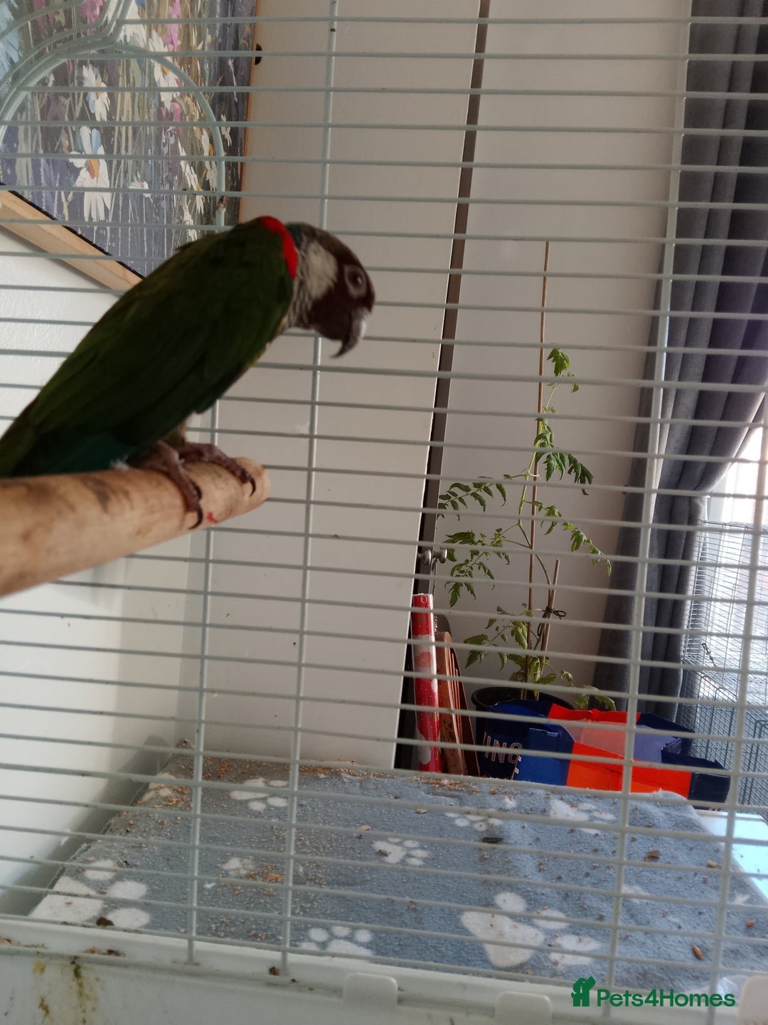 Conures birds for sale: Semi tame white eared conure with cage - Image 4