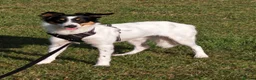 Border Collie dogs for sale: 2 year old female border collie in Durham - Advert 5