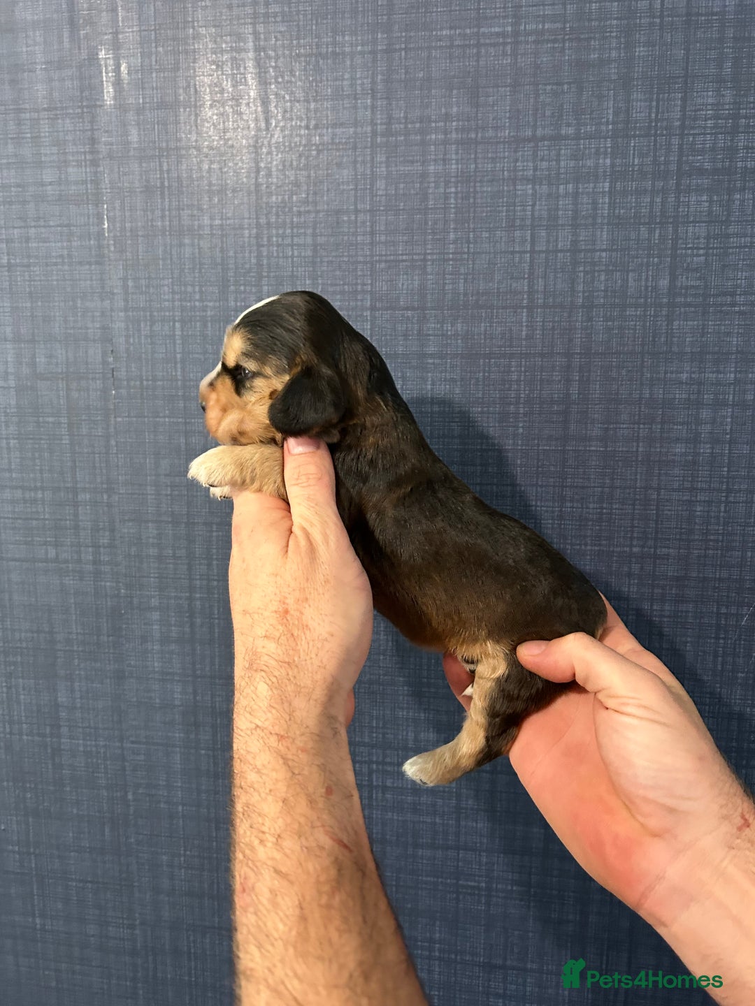 Cocker Spaniel dogs for sale: Gorgeous shoe type cocker spaniel  - Image 12