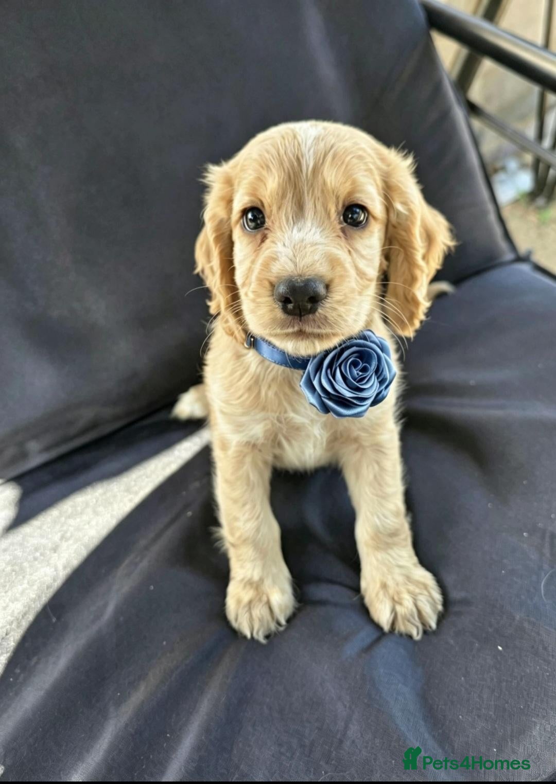 Cocker Spaniel dogs KC Reg health tested working cocker spaniel pups  - Advert 2