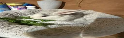 Mini Lop rabbits for sale: Mini Lop/Harlequin colours - Advert 5