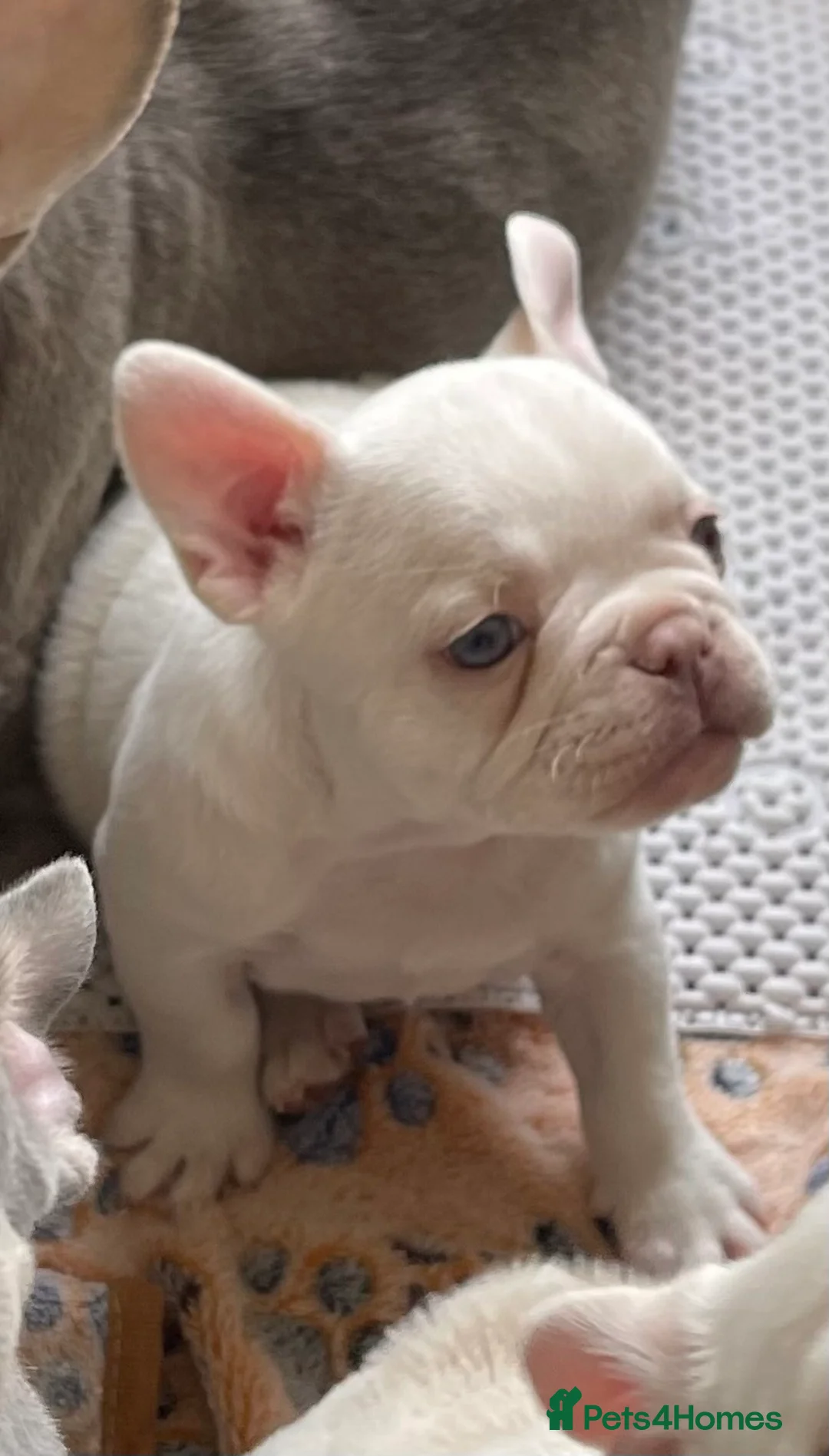 French Bulldog dogs for sale: KC registered new shade French Bulldog puppies - Advert 21