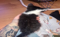 Domestic Shorthair cats for sale: mixed kittens - Image 5