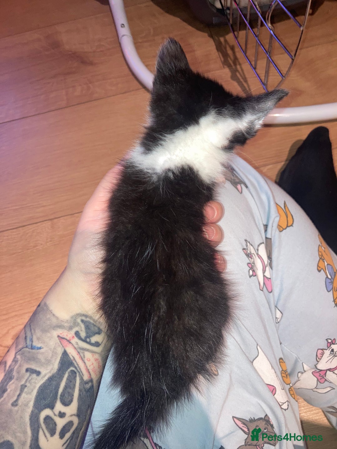 Domestic Shorthair cats for sale: mixed kittens - Image 5