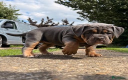 Old Tyme Bulldog dogs for sale: **Chunky NEBBER OLD TYME BULLDOG** - Image 7