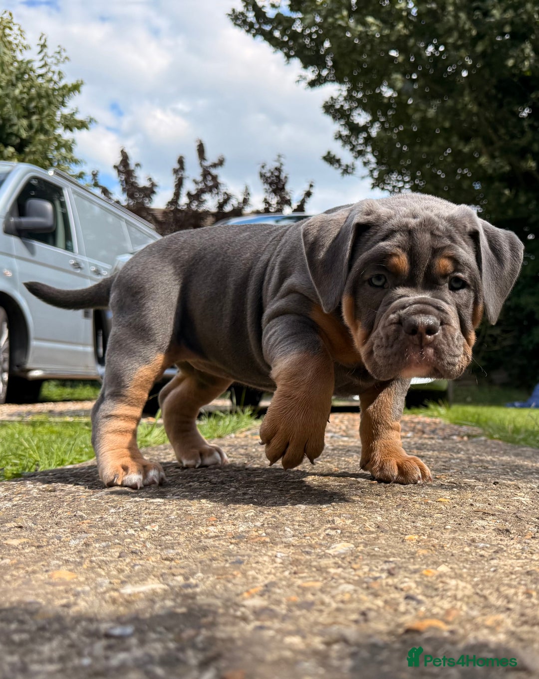 Old Tyme Bulldog dogs for sale: **Chunky NEBBER OLD TYME BULLDOG** - Image 7