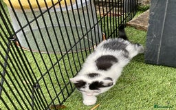 Mixed Breed cats for sale: Lovely kittens  - Image 3