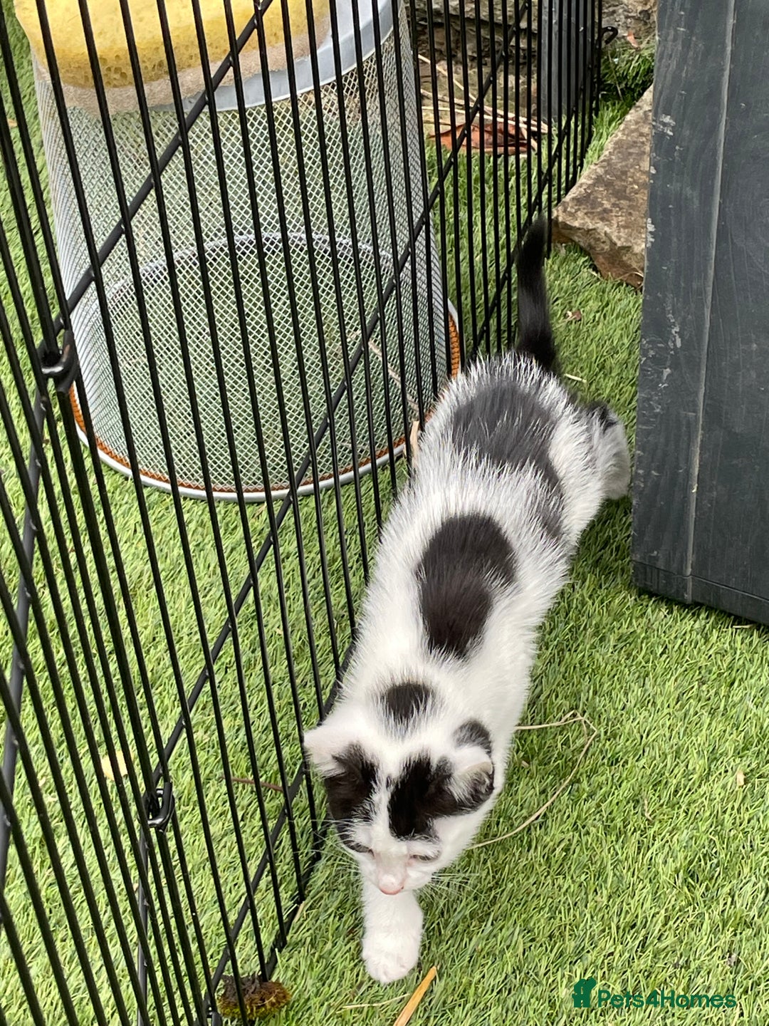 Mixed Breed cats for sale: Lovely kittens  - Image 3