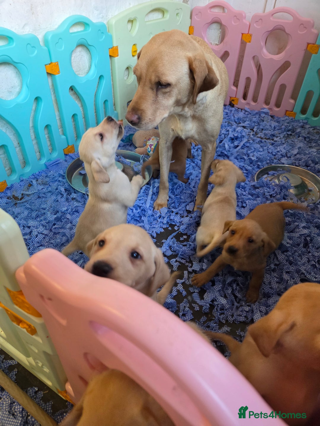 Labrador Retriever dogs for sale: Labrador puppies - Image 2