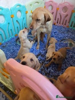 Labrador Retriever dogs - Advert 7