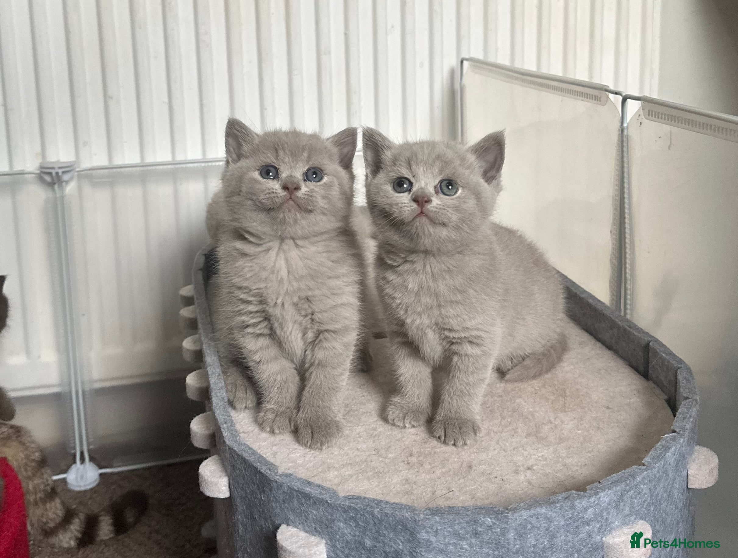 British Shorthair cats 💜Lilac and Lilac Golden💛TICA British Shorthairs  - Advert 4