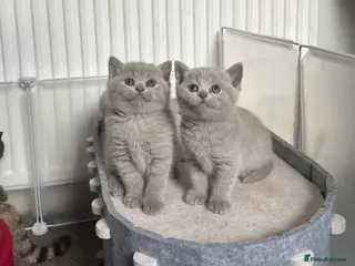 British Shorthair cats 💜Lilac and Lilac Golden💛TICA British Shorthairs - Advert 4