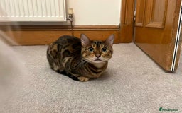 Bengal cats for sale: Beautiful bengal girl - Image 1