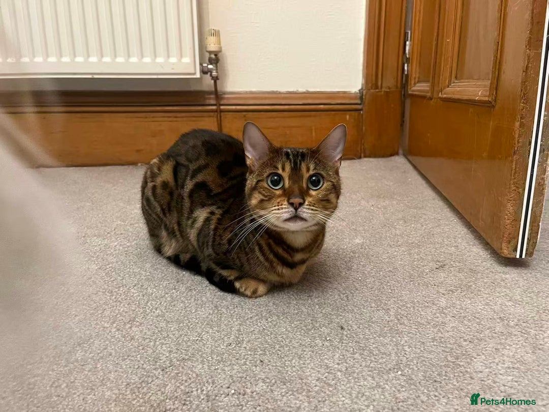 Bengal cats for sale: Beautiful bengal girl - Image 1