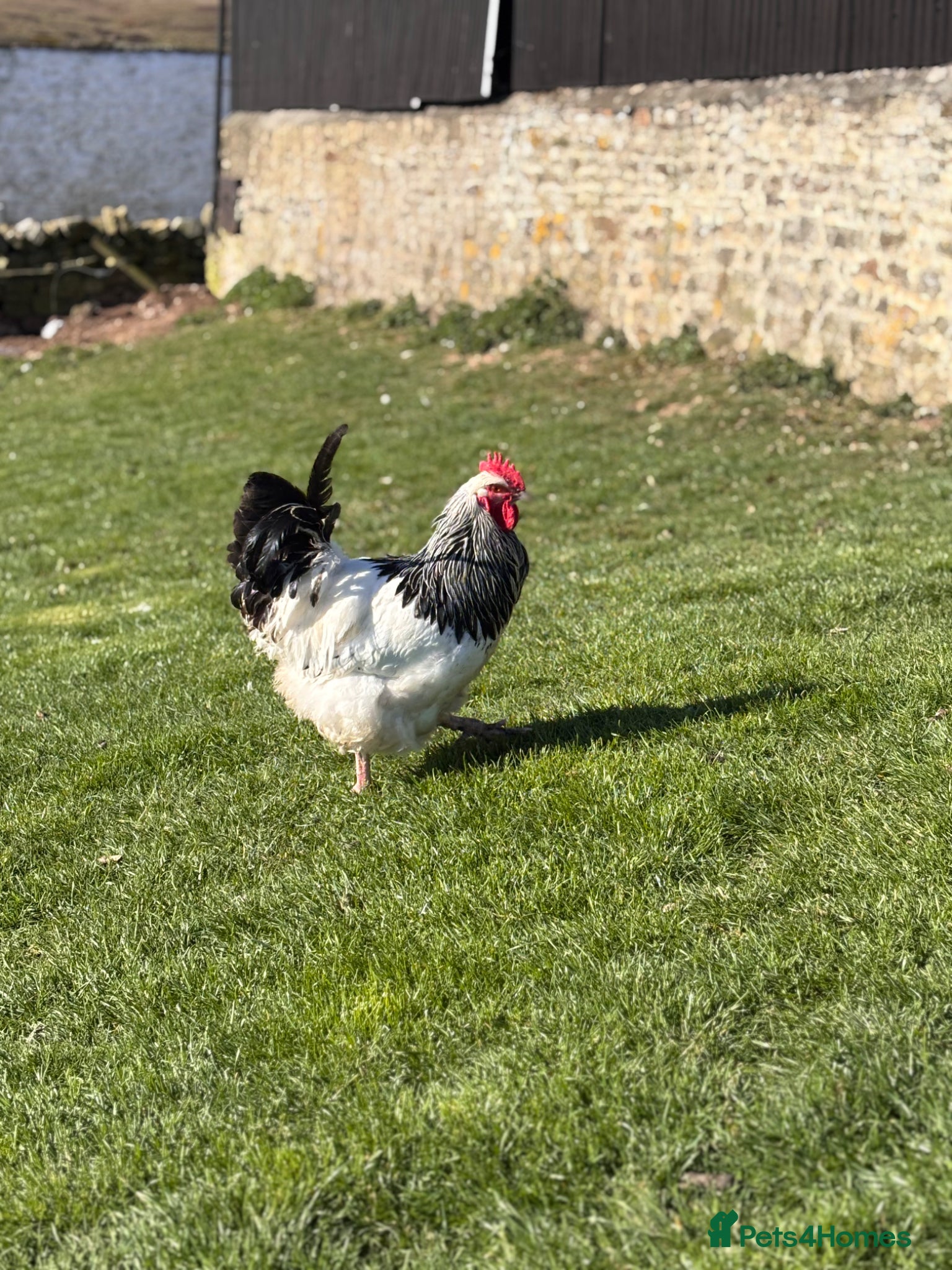 Chickens poultry Pure light Sussex large fowl  - Advert 3