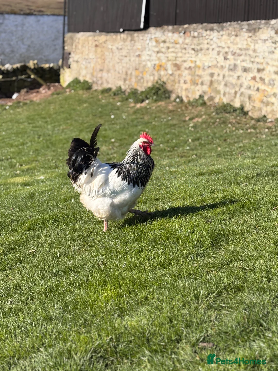 Chickens poultry for sale: Pure light Sussex large fowl  - Advert 1