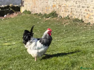 Chickens poultry Pure light Sussex large fowl - Advert 3