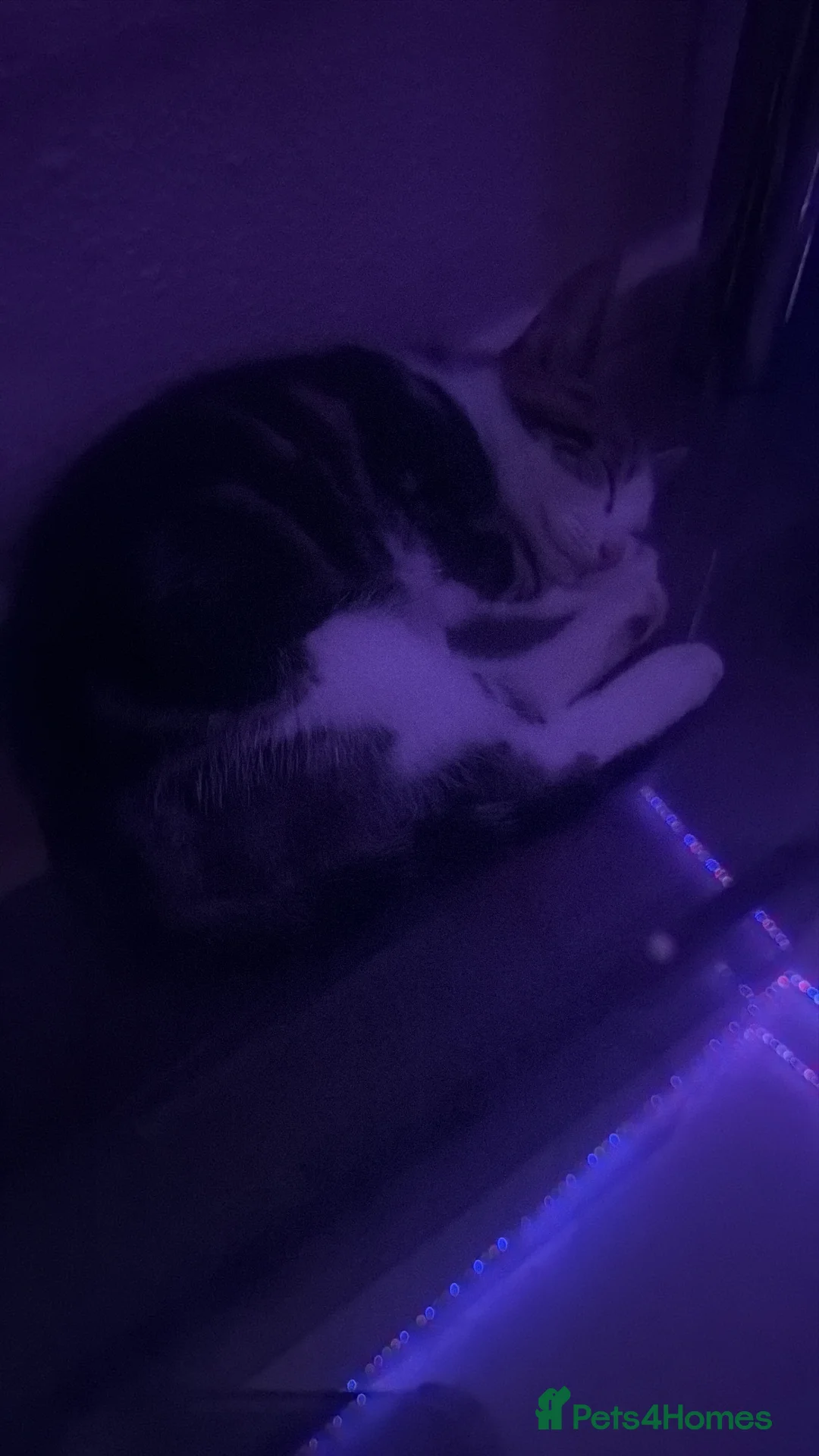 American Wirehair cats for sale: American wirehair kitten  - Advert 4