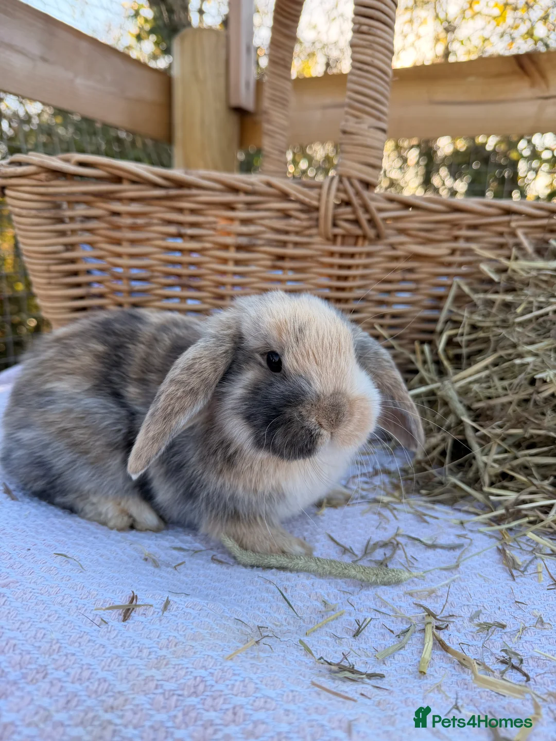 Mini Lop rabbits for sale: Mini Lop bunnies  - Advert 2