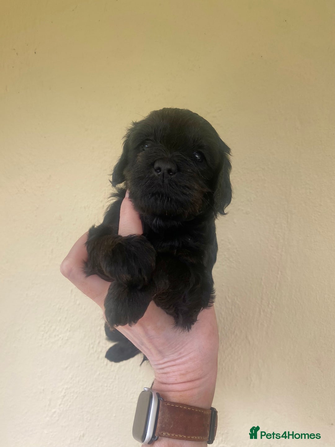 Mixed Breed dogs for sale:  Cavapoo x Cockapoo Ready 9th August - Image 24