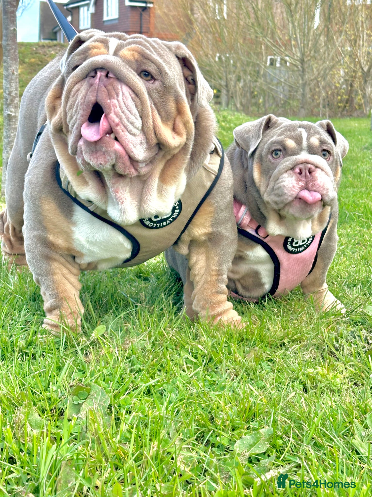 English Bulldog dogs 14 months old English Bulldog and 7 months old gir - Advert 14