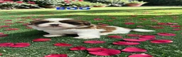 Shih Tzu dogs for sale: STUNNING PURE STANDARD SHIH TZU  - Advert 19