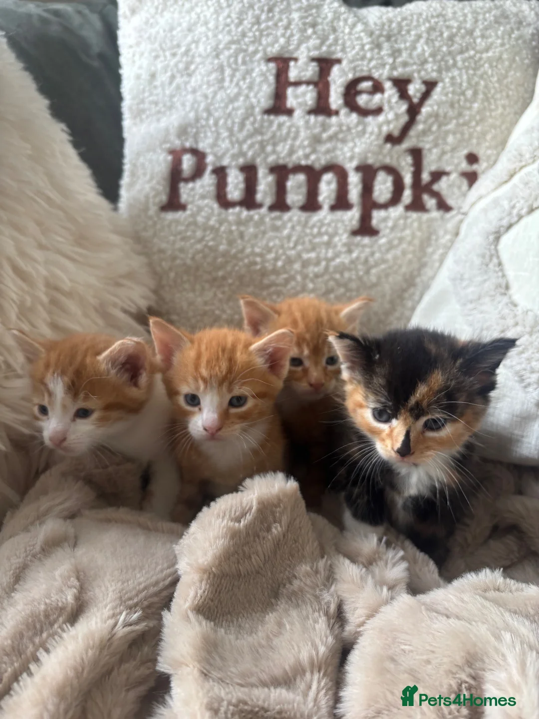 Domestic Shorthair cats for sale: Gorgeous kittens looking for their forever homes in Manchester - Advert 2