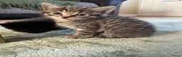 Mixed Breed cats for sale: 5 adorable fur balls   in Manchester - Advert 8